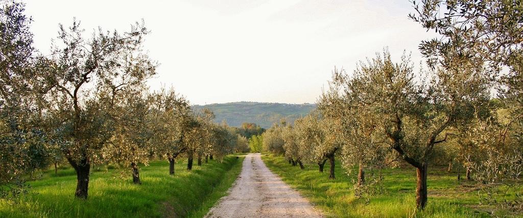 Podere Le Corone Villa Monte Castello di Vibio Kültér fotó